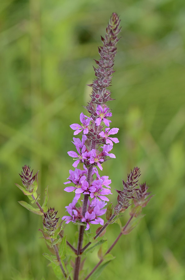 Lythrum salicaria / Salcerella comune